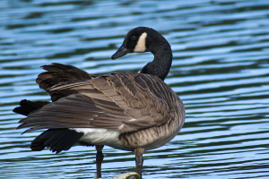 Canada Goose